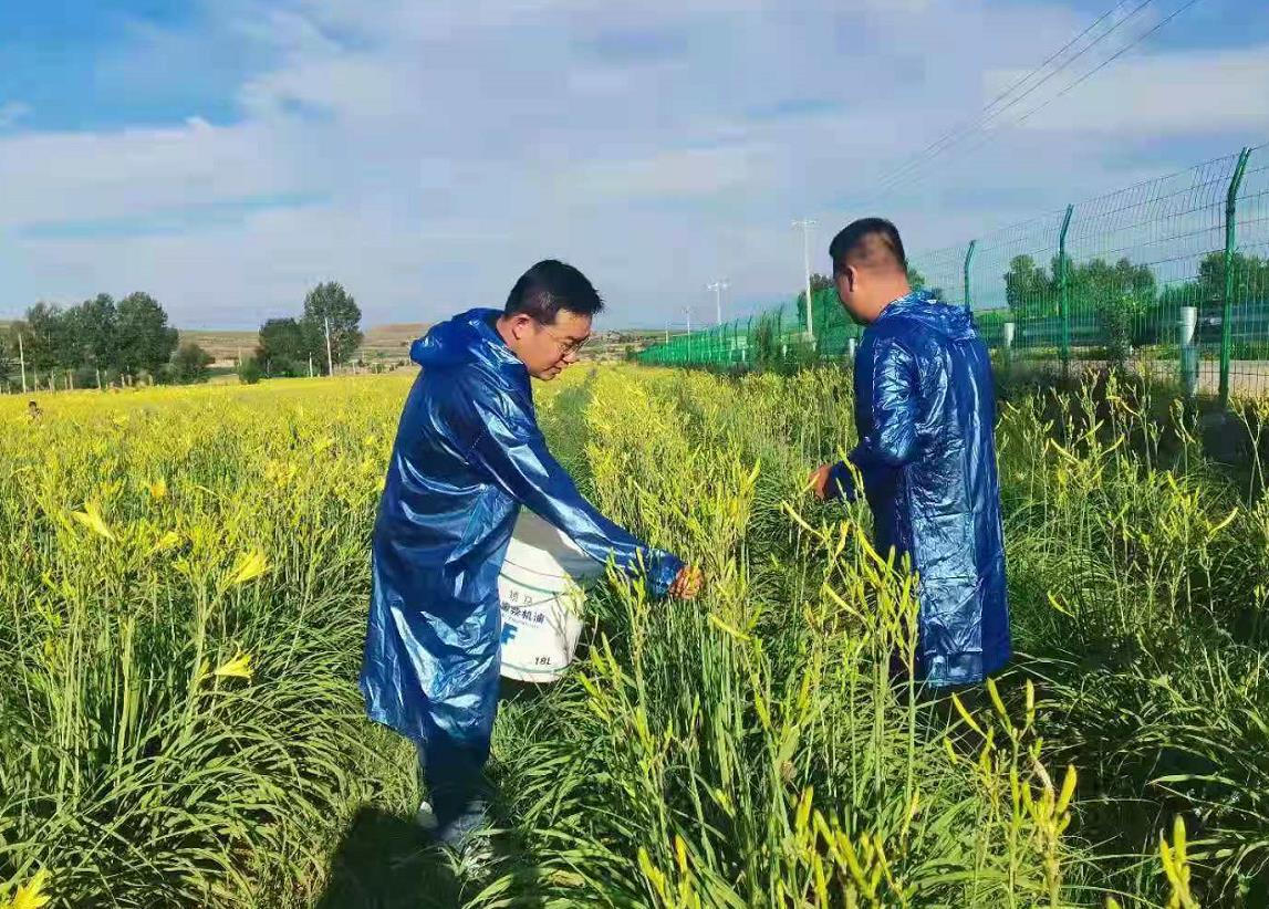 天鎮縣：小黃花成就大產(chǎn)業(yè)