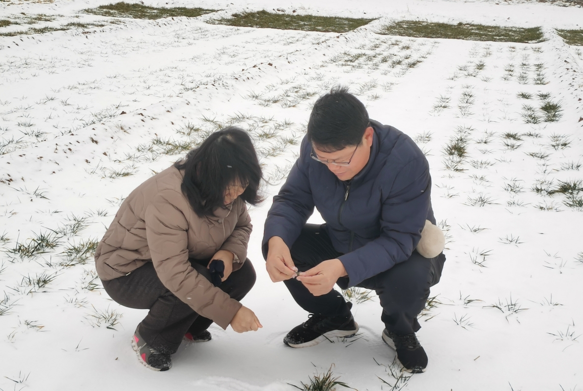 山西省小麥體系副首席研究員黨建友在臨汾市堯都區調查雨雪天水地小麥田苗情。受訪(fǎng)者供圖