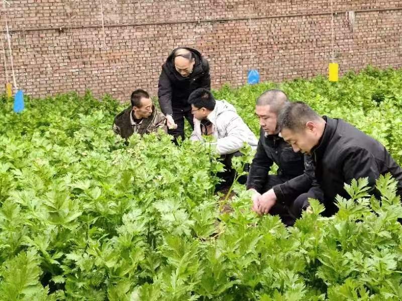 山西省農業(yè)農村廳派出的農業(yè)技術(shù)人員在蔬菜大棚查看蔬菜生長(cháng)情況。山西省農業(yè)農村廳供圖