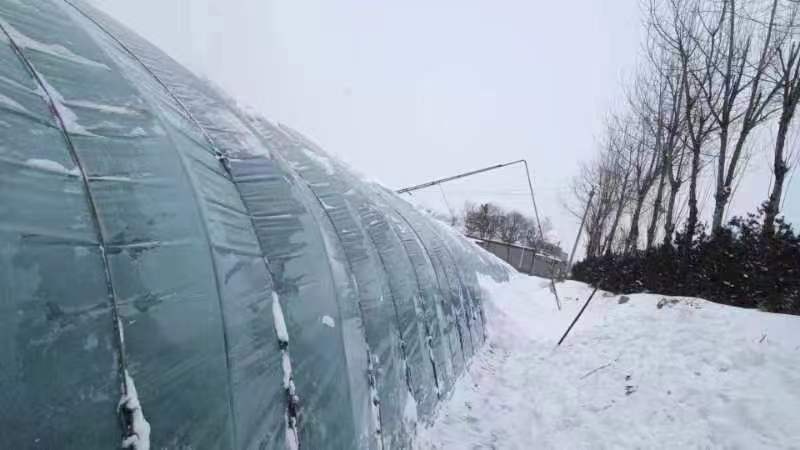 太原市小店區及時(shí)提醒蔬菜種植戶(hù)清理棚頂積雪。太原市小店區委宣傳部供圖